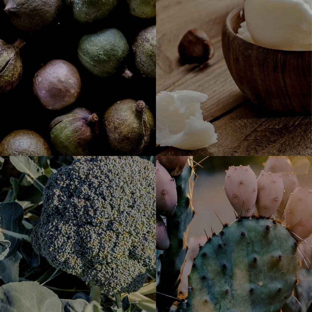 蓝桉沁润身体乳滋养成分：澳洲坚果籽油、乳木果油、西兰花和仙桃仙人掌果提取物